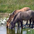 Konik, zwei Stuten und ein Fohlen trinken an einer Wasserstelle