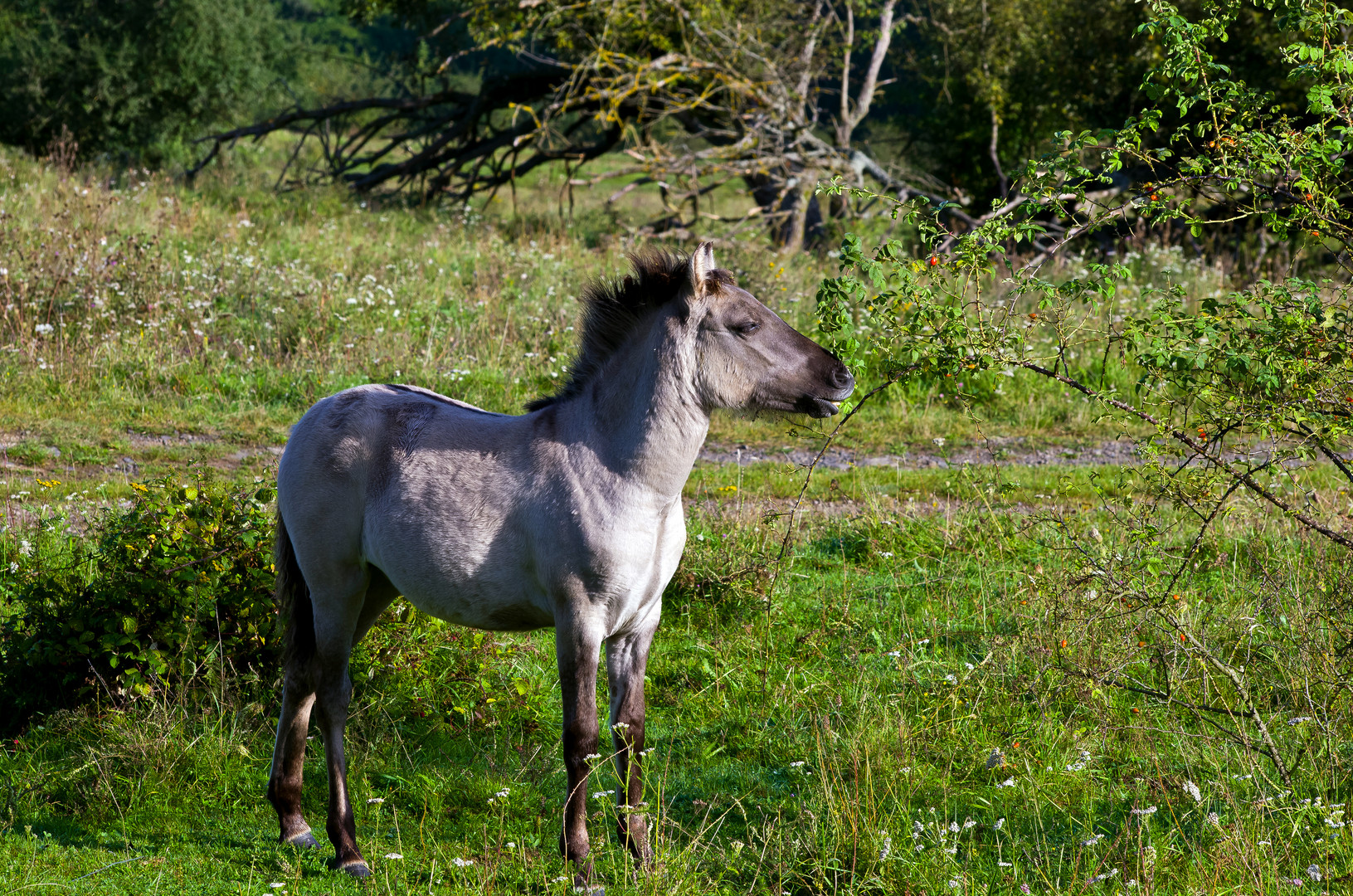 Konikfohlen