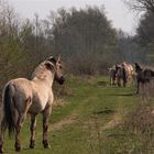 Konikhengst mit seiner Herde