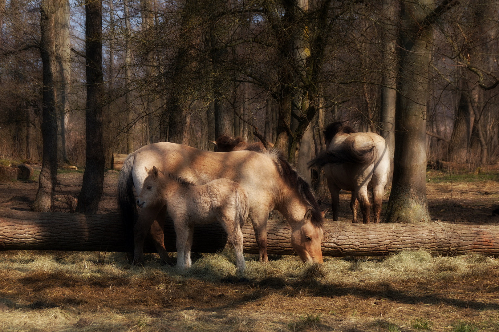 Konikherde in der Hellinghauser Mersch