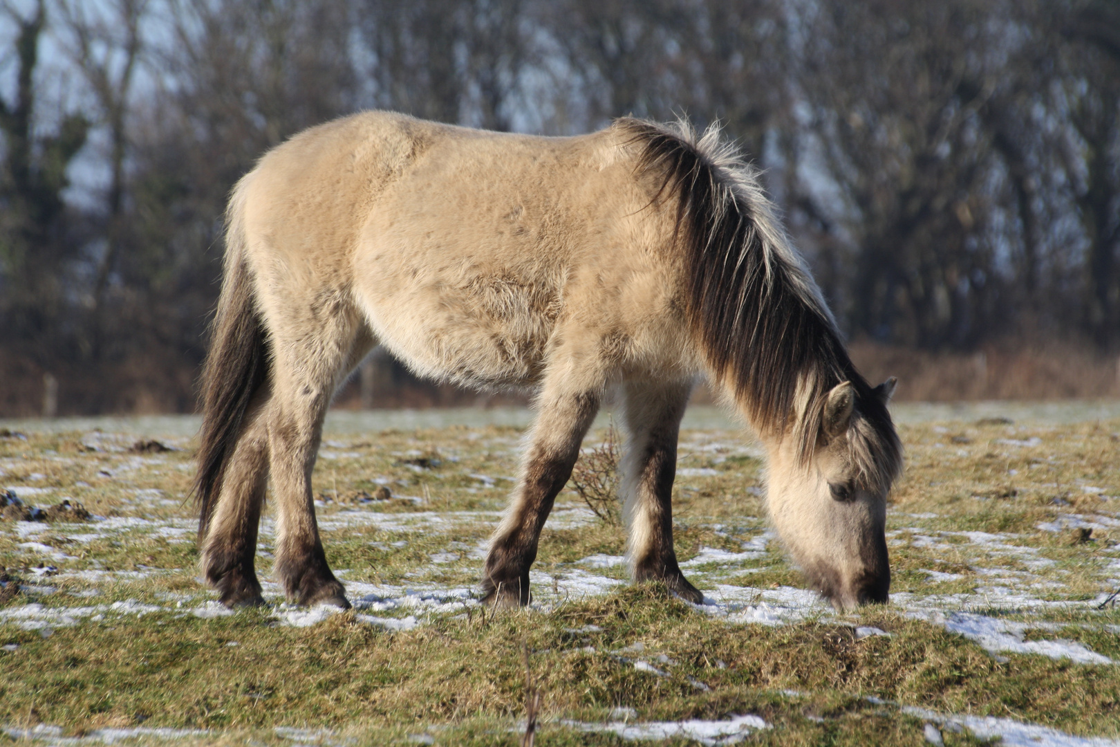 Konikpferd