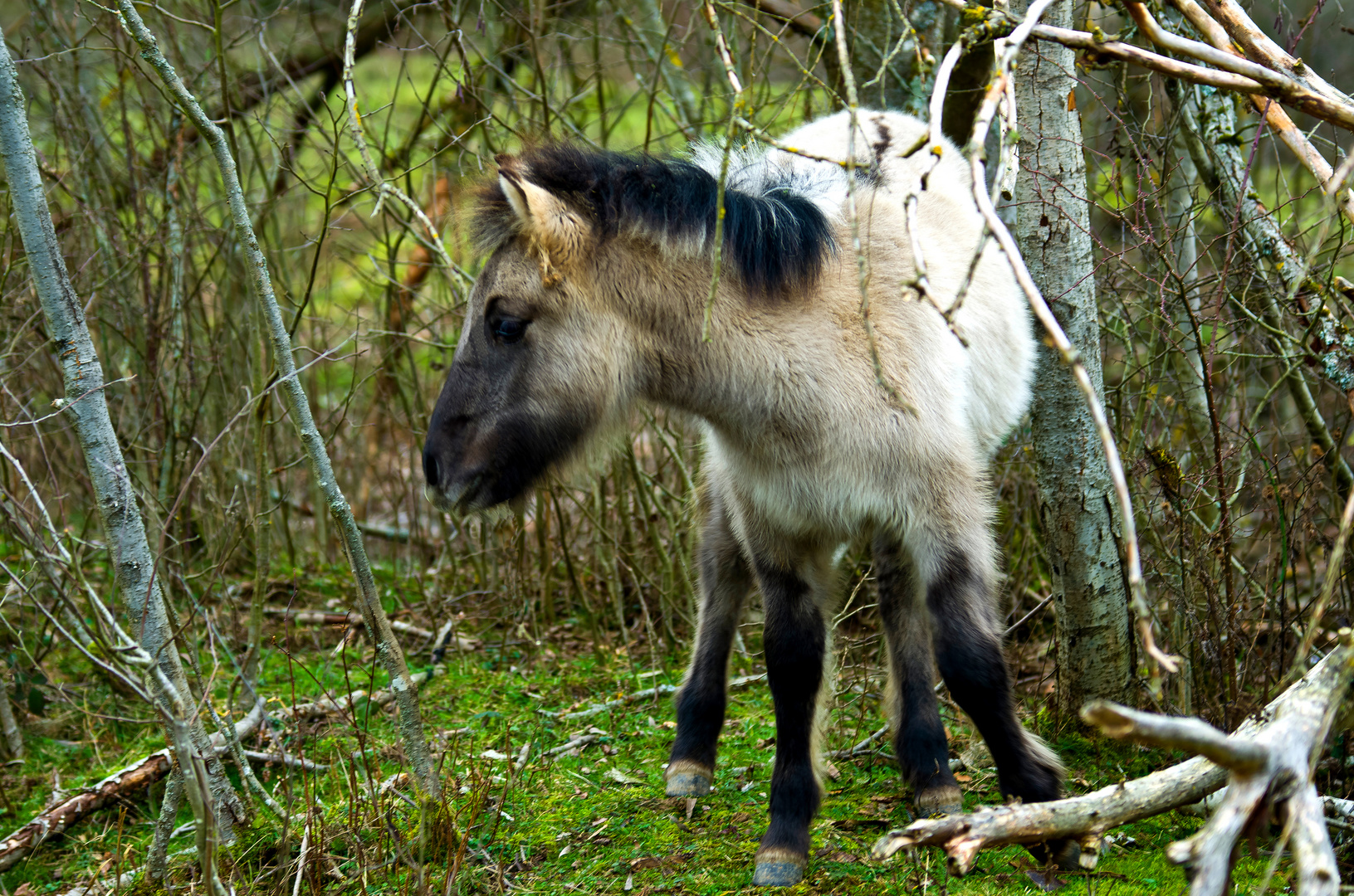 Konikpferd