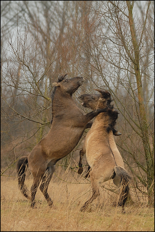 Konikpferd