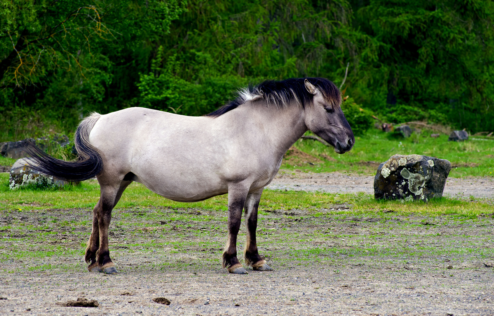 Konikpferd, halbwild auf der Schmidtenhöhe