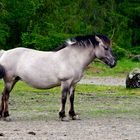 Konikpferd, halbwild auf der Schmidtenhöhe