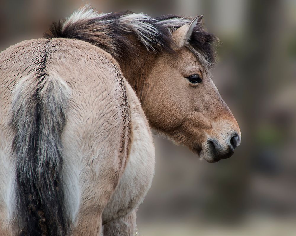 Konikpferd in den Lippeauen bei Lippstadt