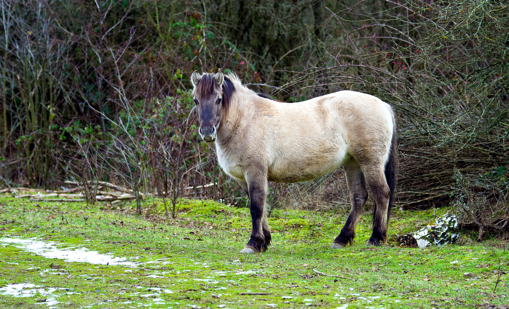 Konikpferd, sehr aufmerksam