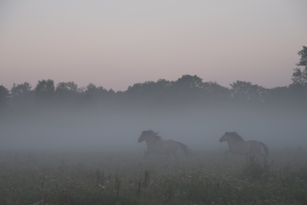 Konikpferde galoppieren durch den Nebel.