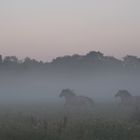 Konikpferde galoppieren durch den Nebel.