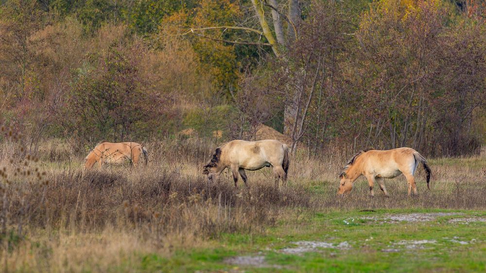 Konikpferde in den Lippeauen bei Lippstadt