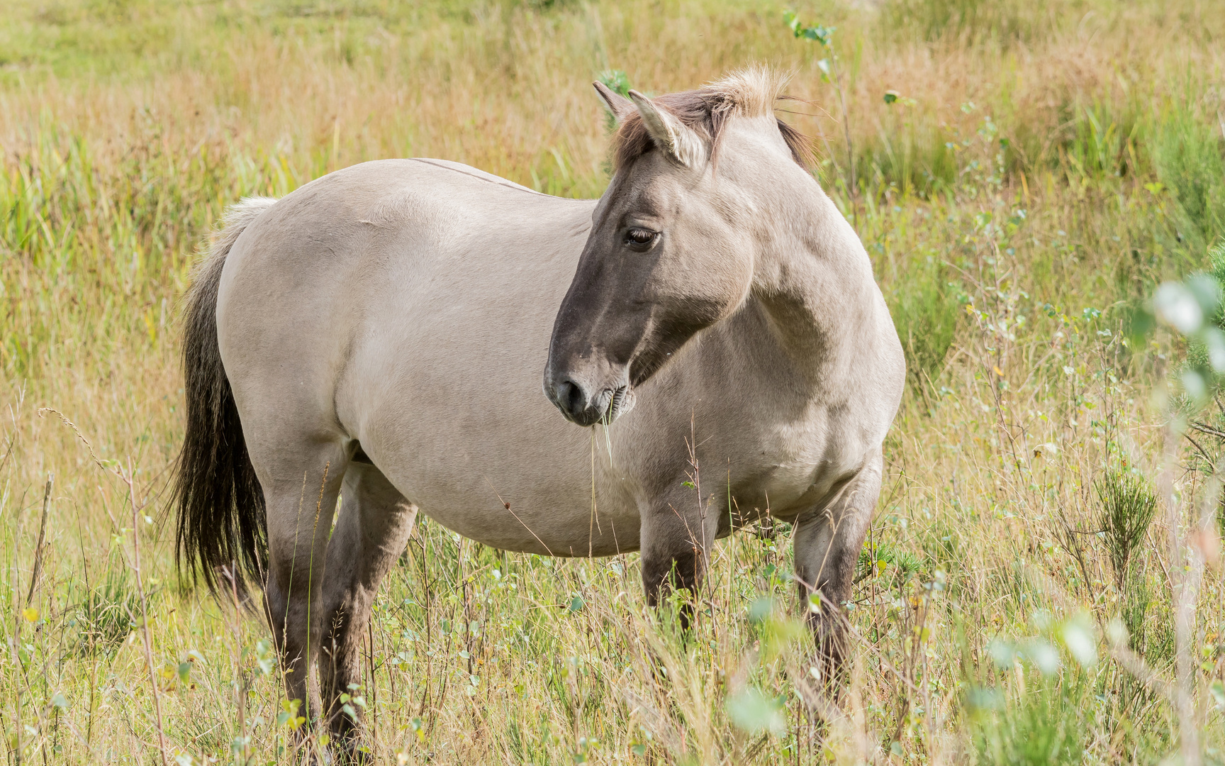 Konikpony