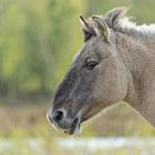 Konikpony Portrait 2