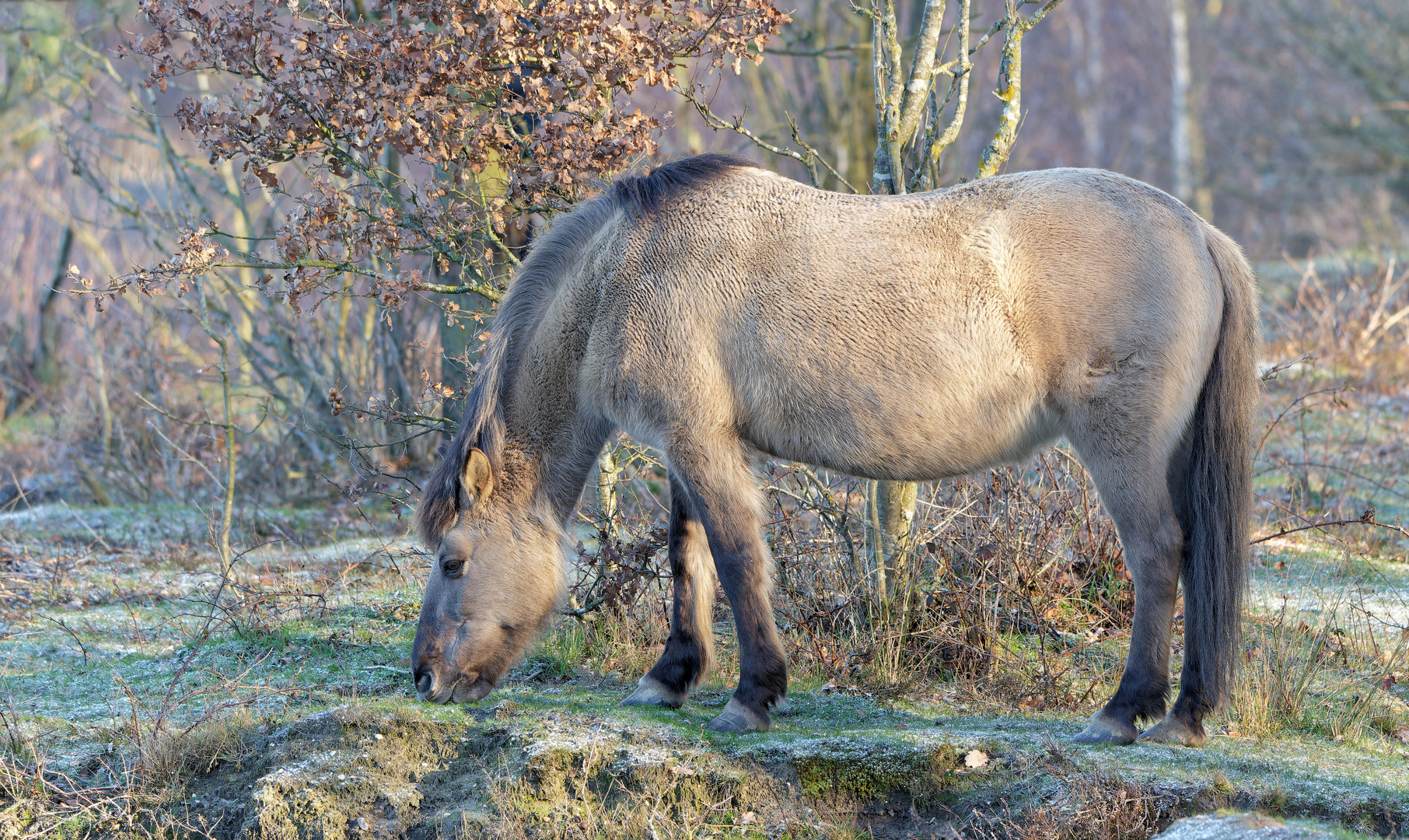 Konikpony Winterfell