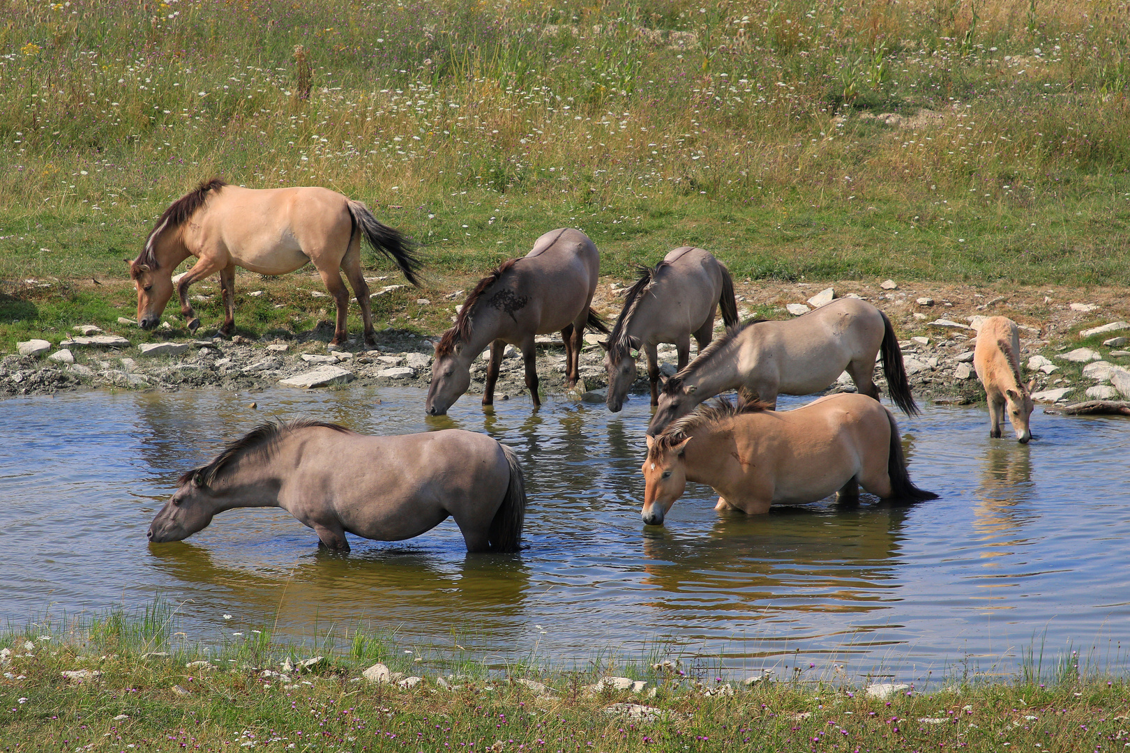 Koniks an der Wasserstelle, Kleiberg, Soester Börde