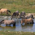 Koniks an der Wasserstelle, Kleiberg, Soester Börde