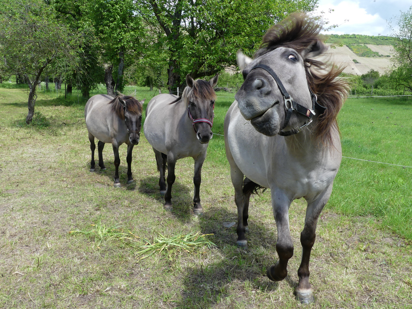 Koniks im Dreierpack