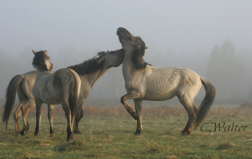 Koniks im Gespräch