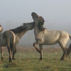 Koniks im Gespräch