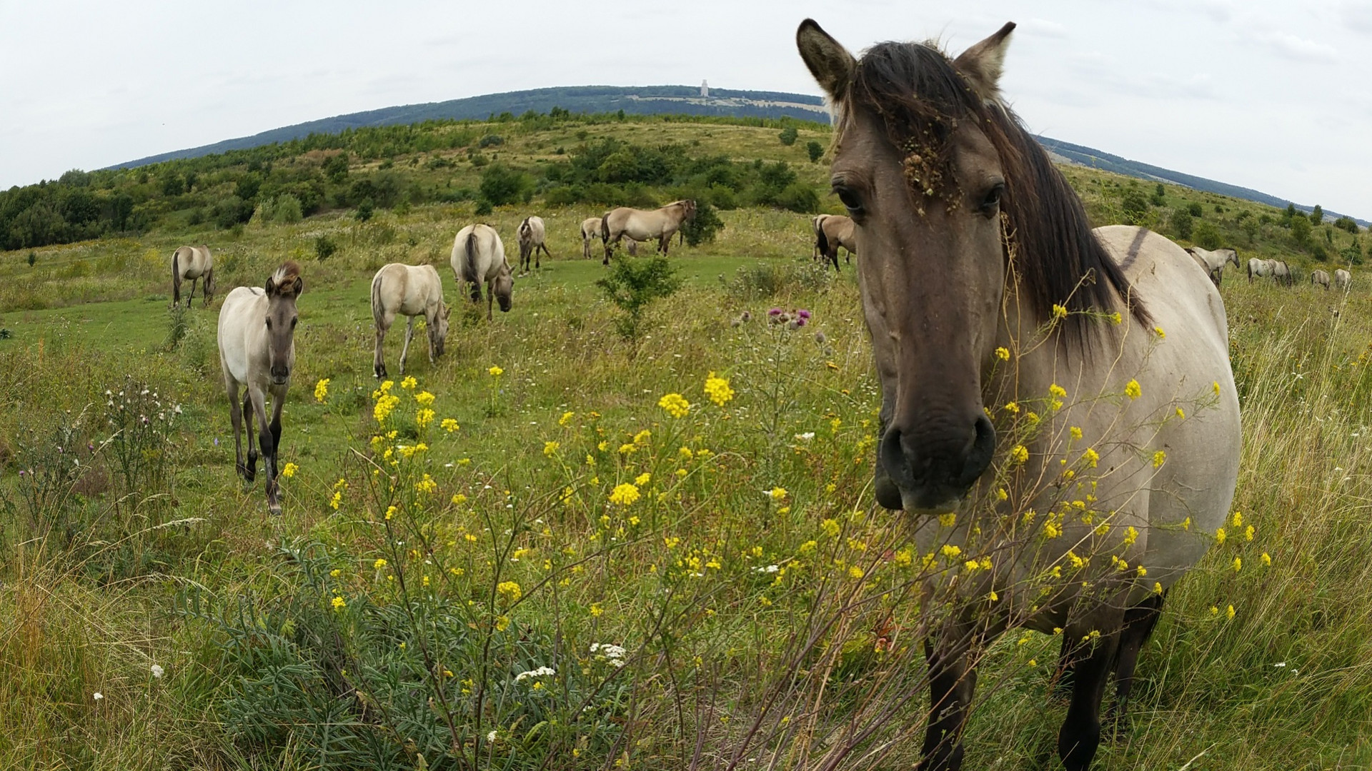 Koniks im Naturpark 