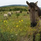 Koniks im Naturpark 