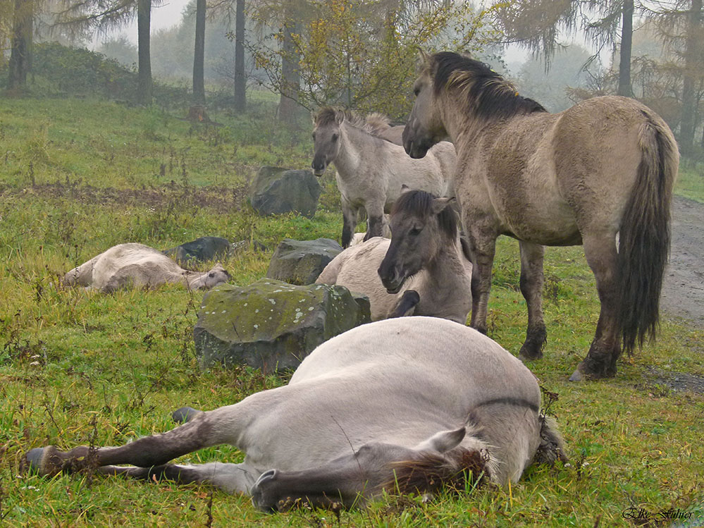 Koniks im Nebel 3