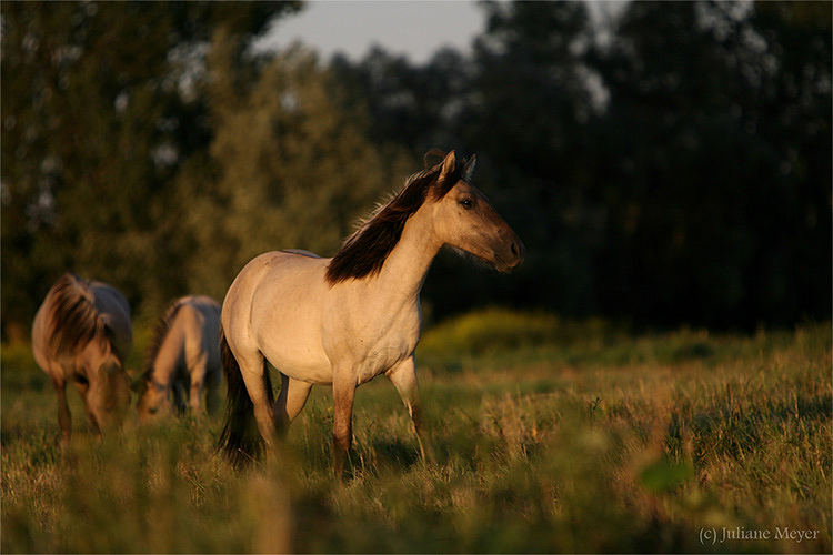 Konik´s in der Abendsonne