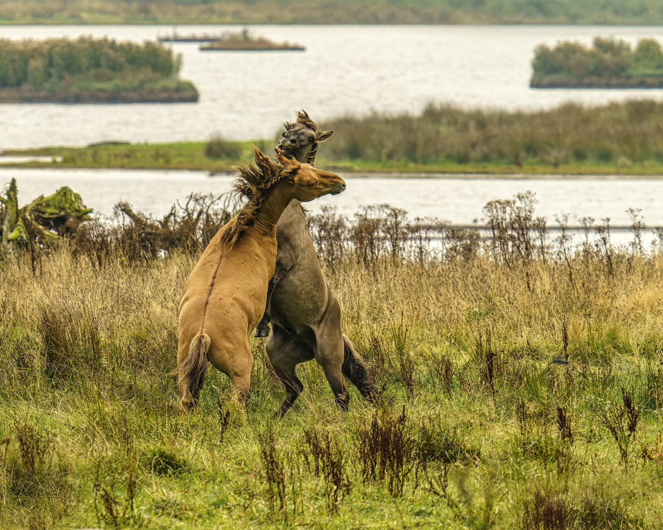 Koniks in der Geltinger Birk 01, 2021.09.21.