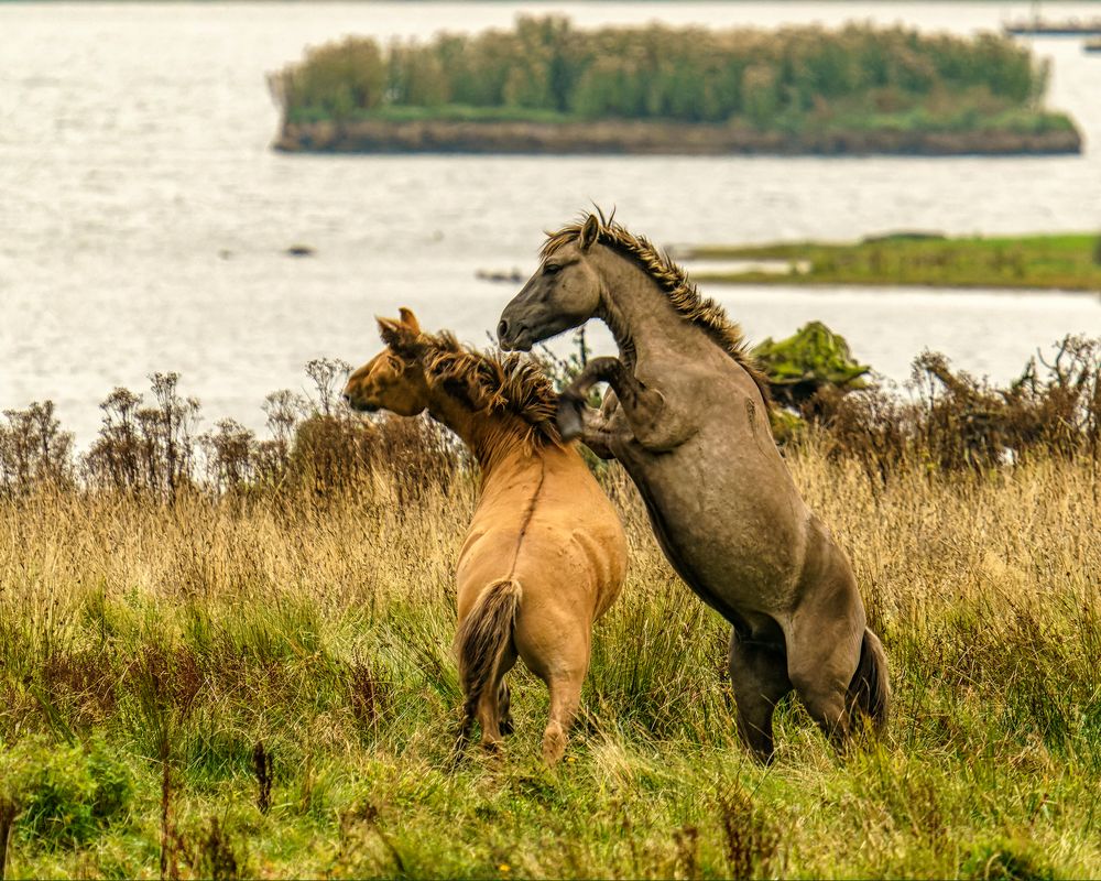 Koniks in der Geltinger Birk 02, 2021.09.21