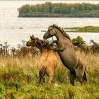 Koniks in der Geltinger Birk 02, 2021.09.21