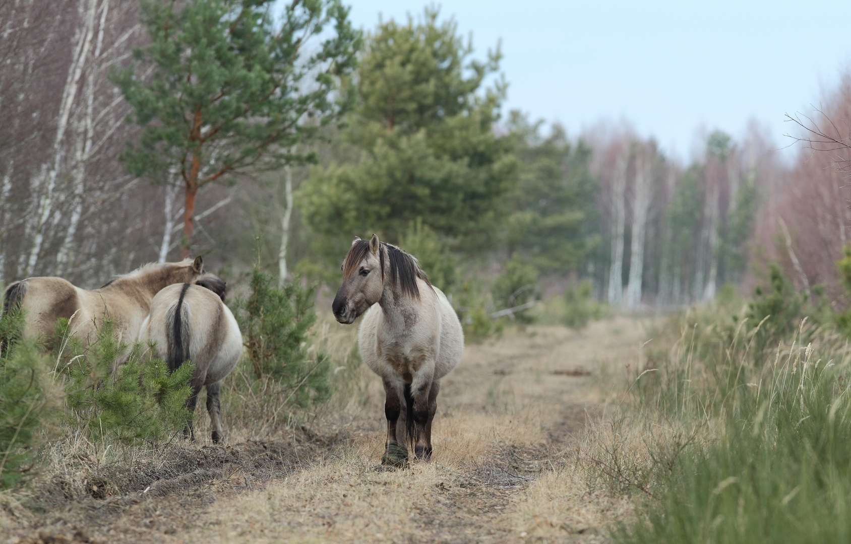 Konik(s)1