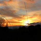 Konikschatten vor Sonnenuntergang