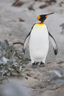 Koningspinguin auf Saunders Island