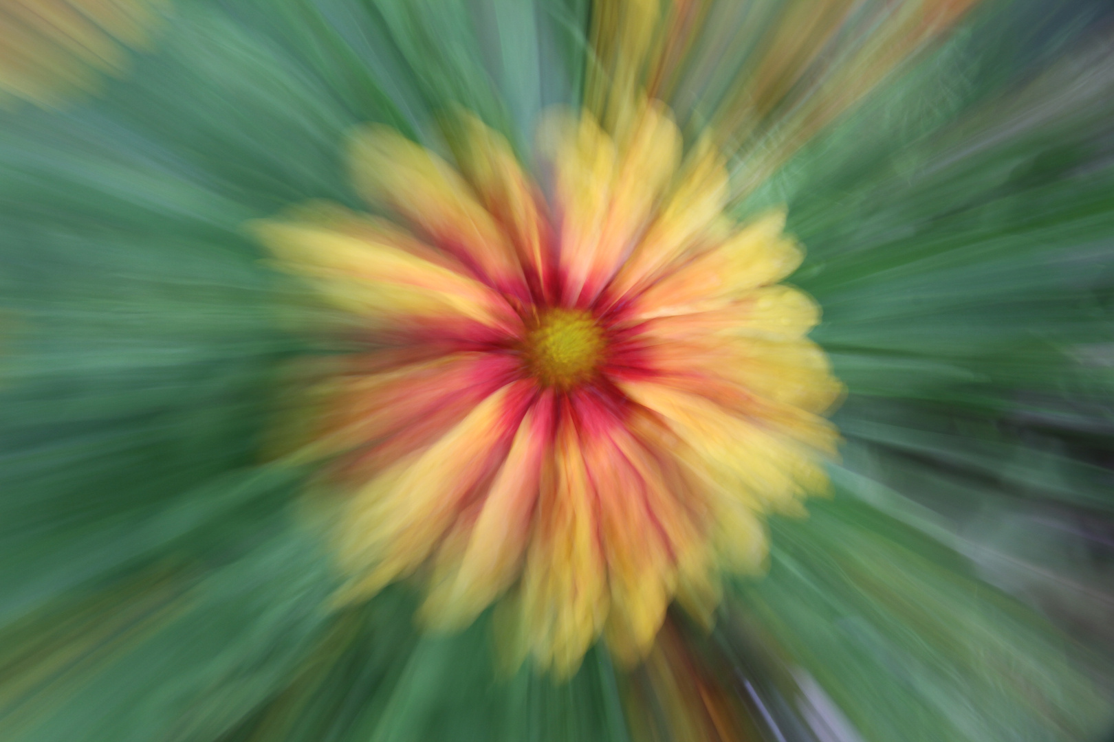 "Konkarden Blume"