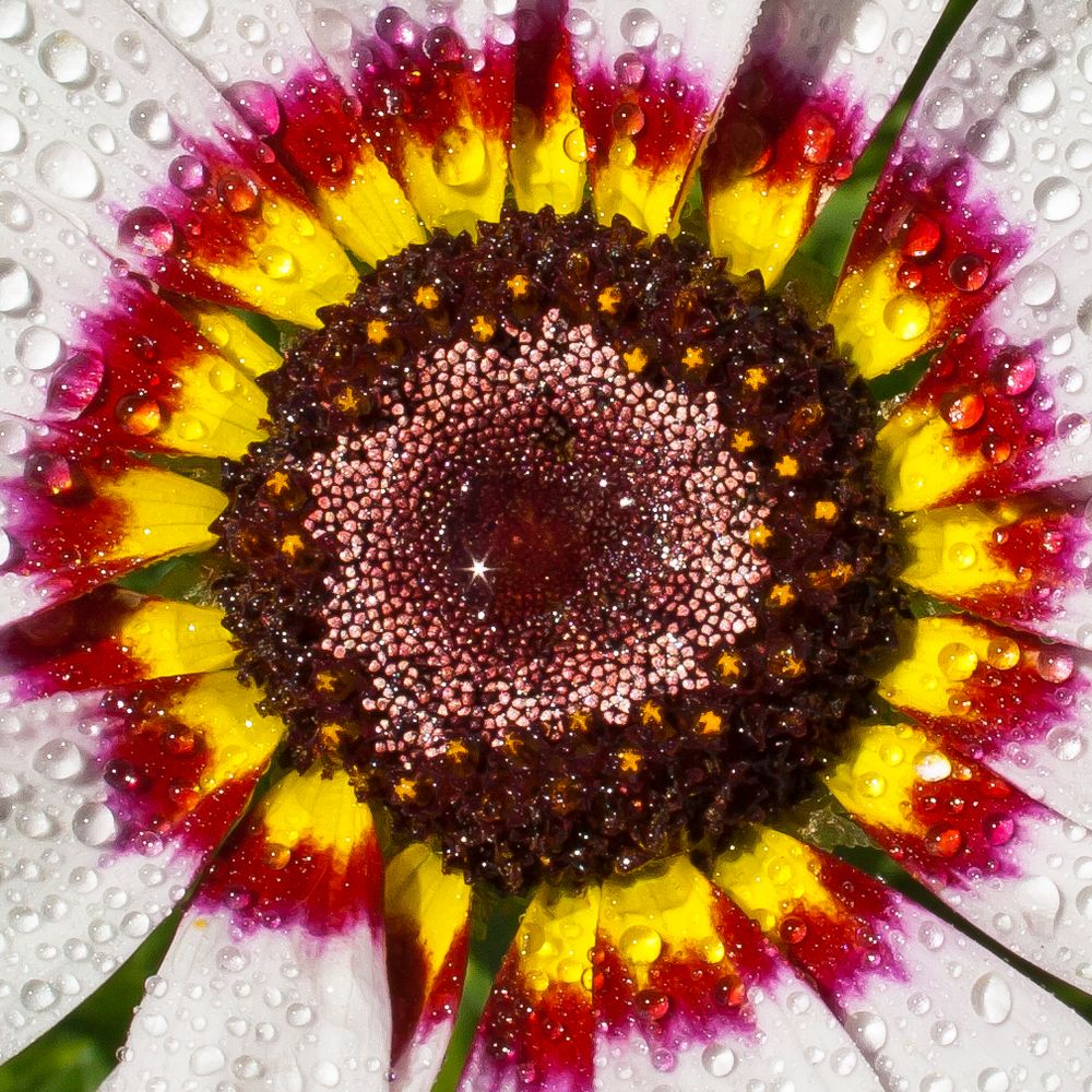 Konkardenblume von Thomas-Schmidt 