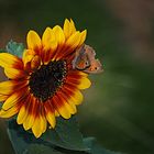 Konkurrenz auf der Sonnenblume