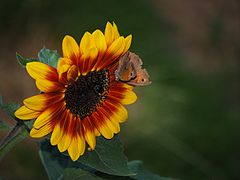 Konkurrenz auf der Sonnenblume