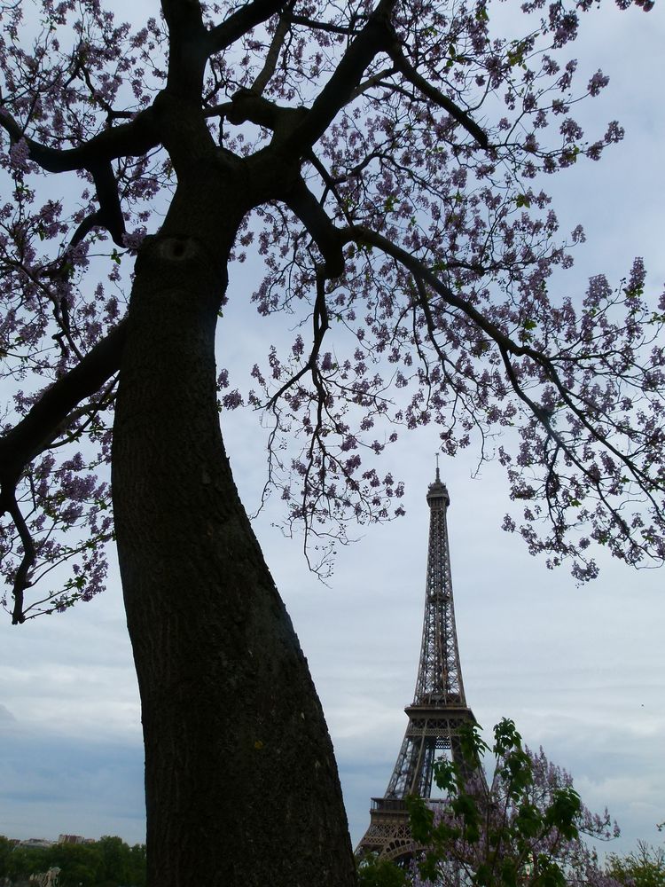 ...Konkurrenz; Baum und Turm