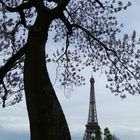 ...Konkurrenz; Baum und Turm