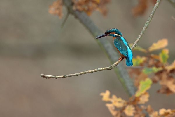 Konkurrenz im Revier - alle Zeichen stehen auf Kampfbereitschaft