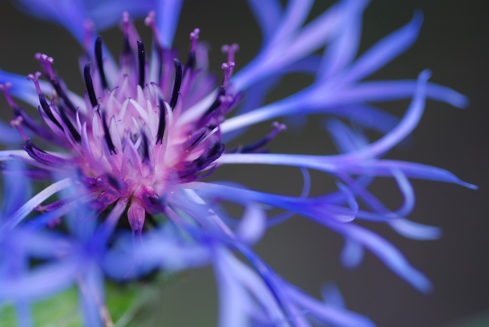 Konrblumen-Blau