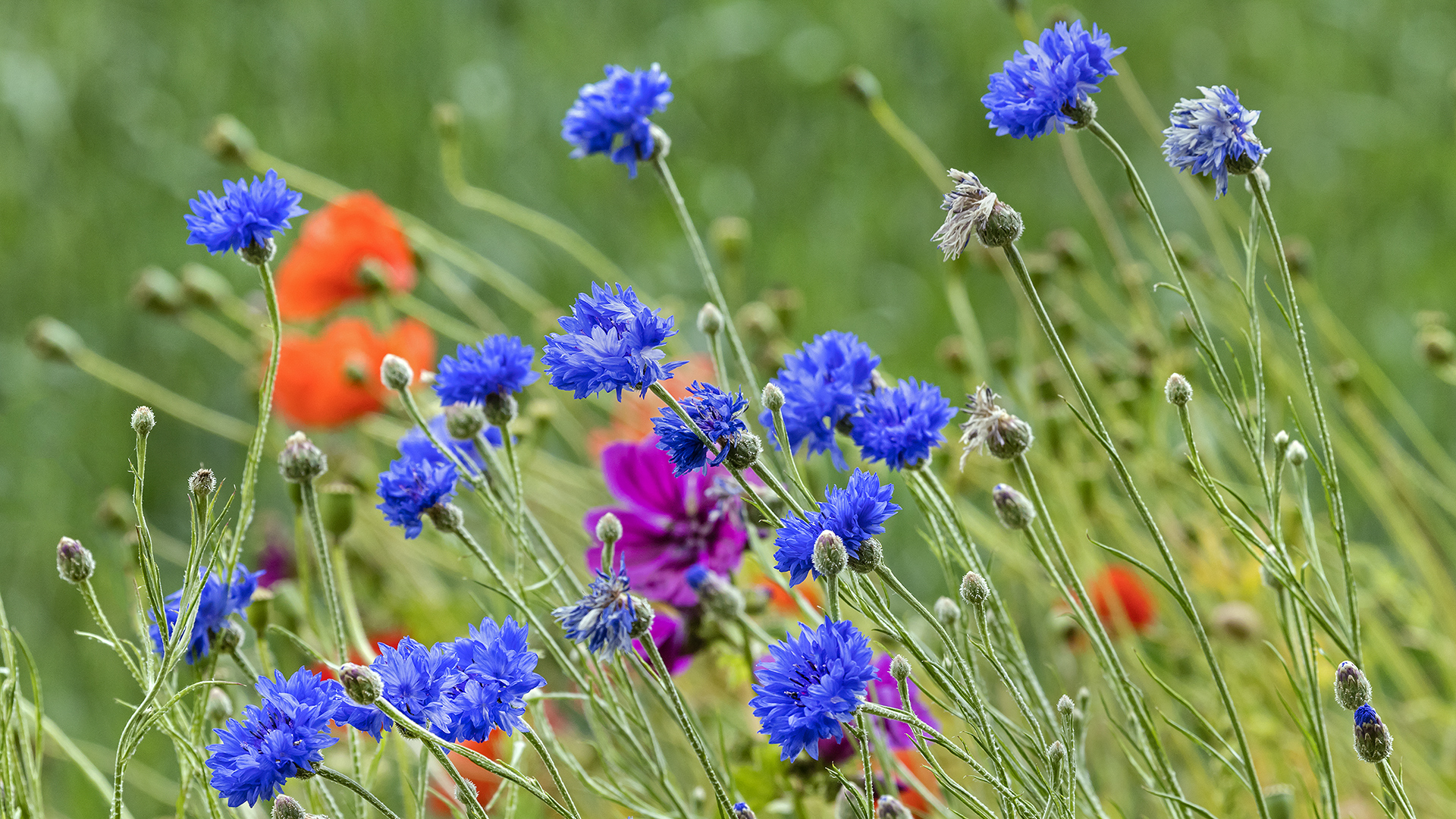 KONRBLUMENBLAU ... (lautsinge)