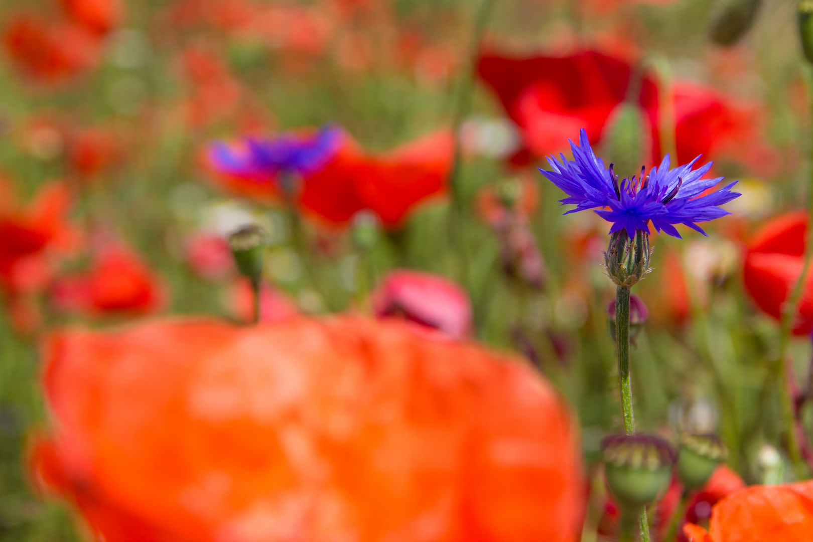 Konrblumenblau und  Mohnblumenrot