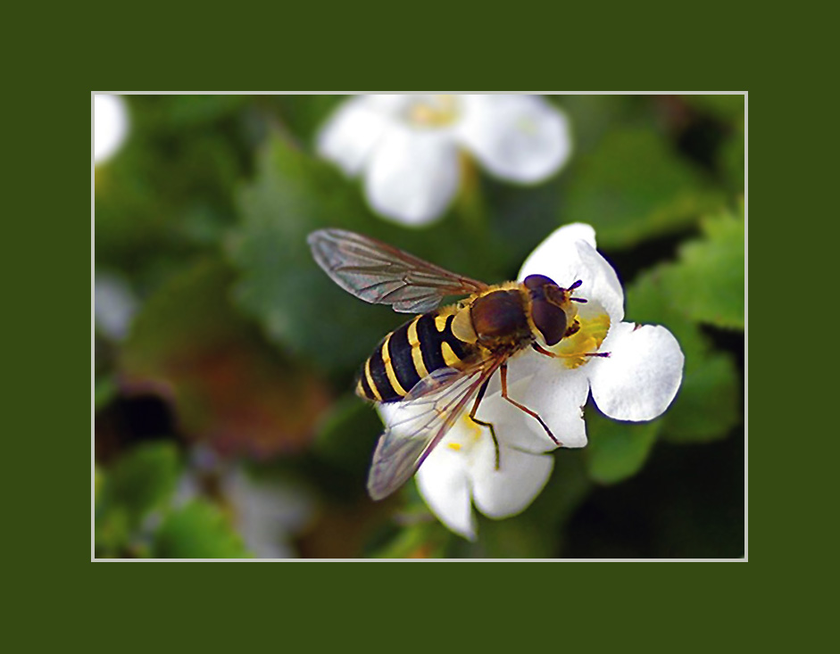 Konserven - Schwebfliege