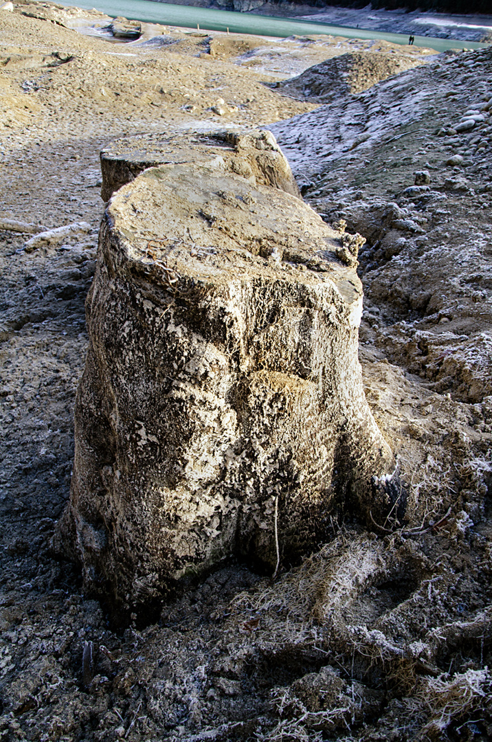 Konservierter Baum / Sylvenstein 2015