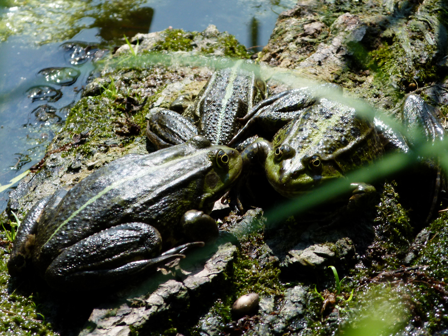 Konspirative Froschsitzung