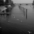 Konstanz Blanco & Negro