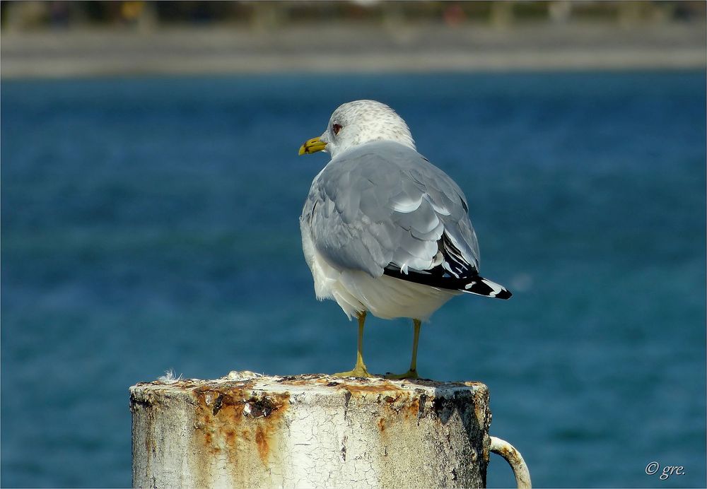 Konstanzer Möwe