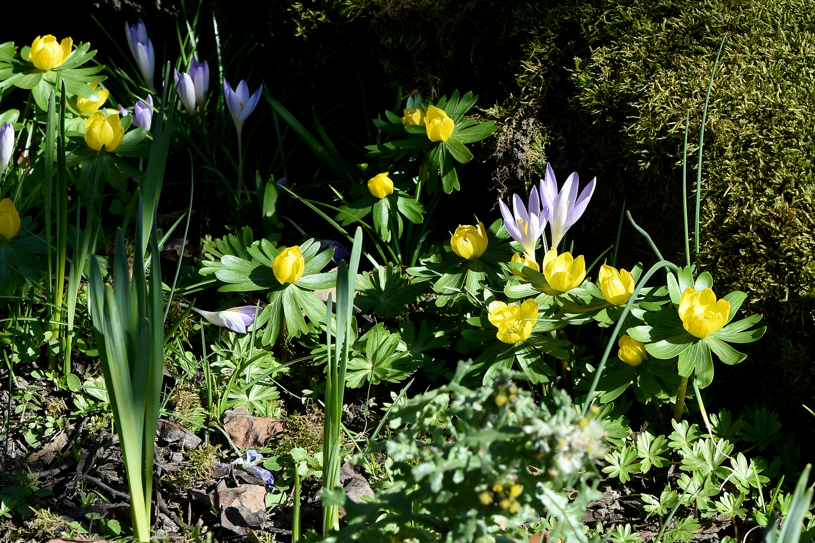 Konstellation der Natur