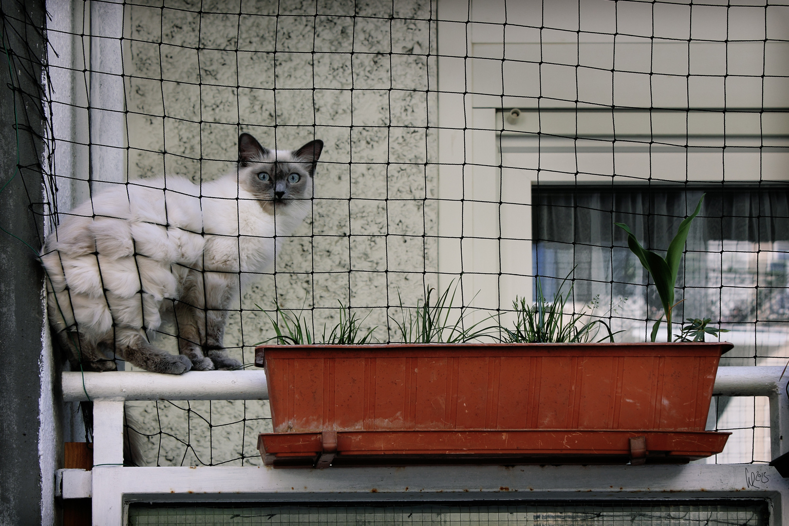 konsternierte Knastkatze im Anblick der unmittelbaren Freiheit