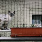 konsternierte Knastkatze im Anblick der unmittelbaren Freiheit